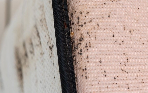 bed bug infestation on a mattress