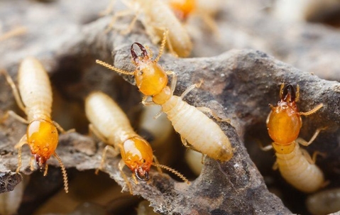 termite colony