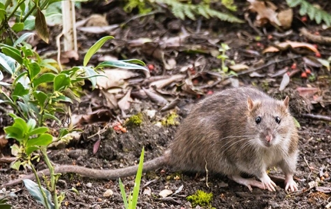 rat outdoors in garden