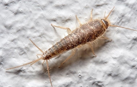 silverfish on a shower wall