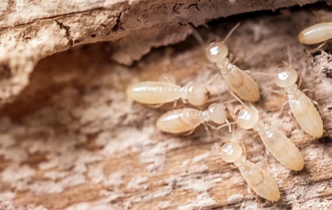 termites in wood