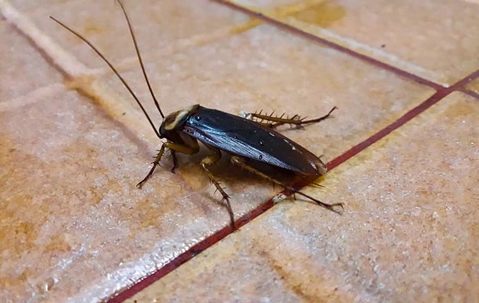 cockroach on the floor