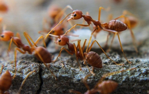 fire ants in dirt