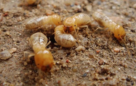 termites on the ground