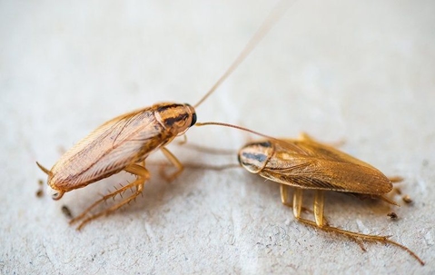 german cockroaches crawling on bathroom floor