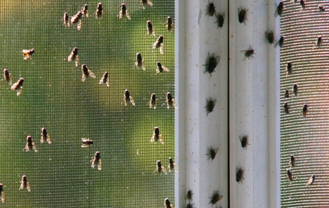 a house fly infestations on a screen