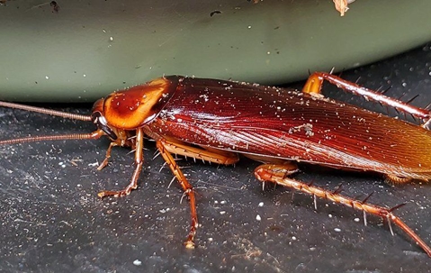 cockroach sitting on a rock