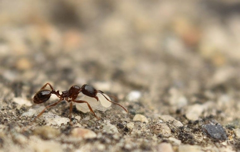 up close image of a pavement ant