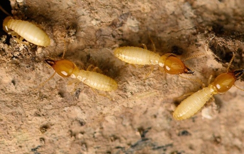 termites on wood