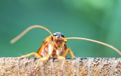 cockroaches head on brick