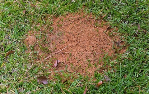 fire-ants-colony
