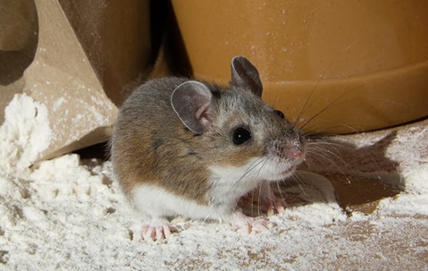 house mouse in the attic