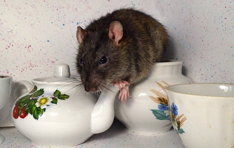 rat on tea set