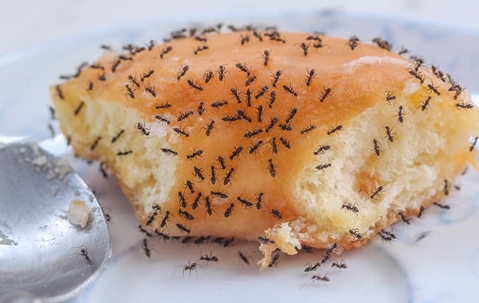 ants crawling on piece of donut