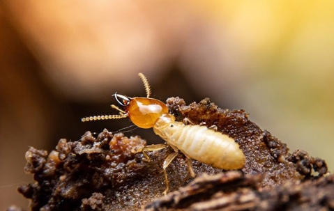 termite crawling on a nest