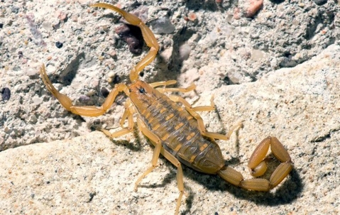 a scorpion crawling outside a home