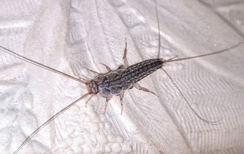 silverfish on towel