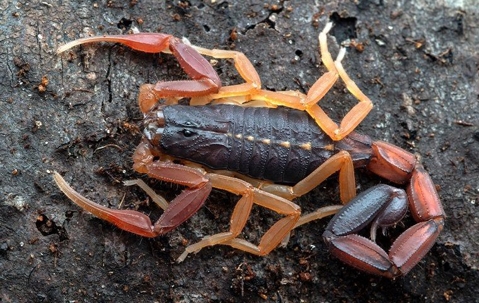 bark scorpion on wood