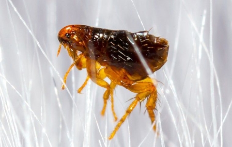 a flea jumping in dog hair