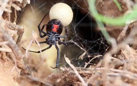 black widow spider in a nest