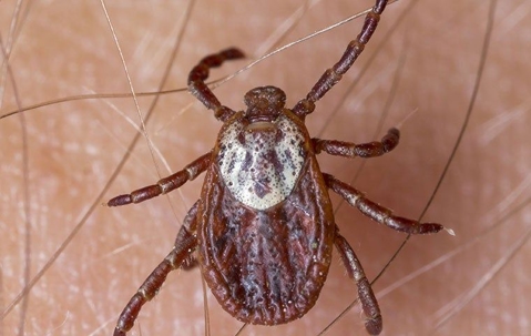 a tick up close