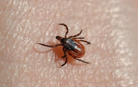 tick crawling on a hand