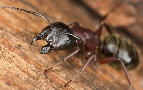 carpenter ant