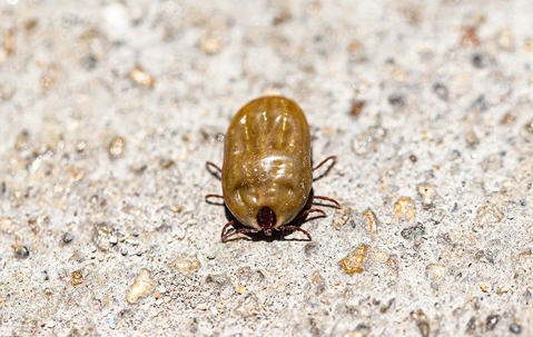 bloated tick
