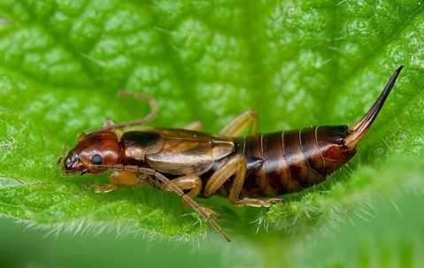a big earwig on a leaf