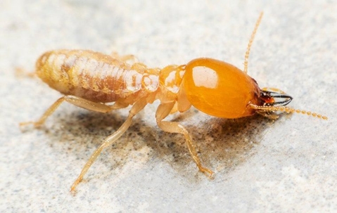 termite up close