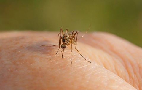 close up of mosquito biting skin