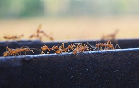 fire ants crawling on a bench