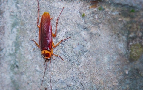 american cockroach on a rock