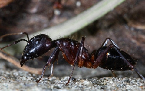close up of carpenter ant