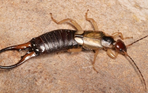 Earwig on the floor
