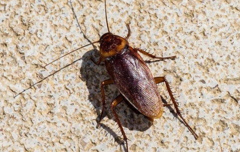 american cockroach on tile
