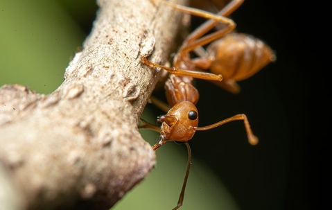 ant on branch