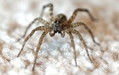 wolf spider