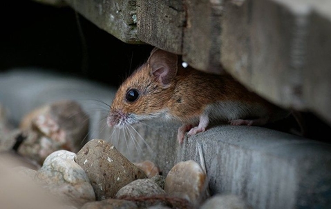 house mouse hiding