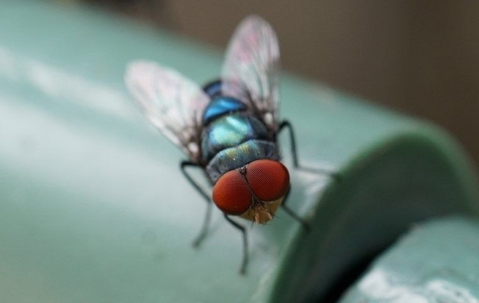 bottle fly on pipe