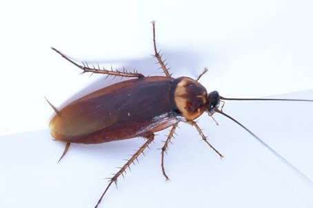 an american cockroach