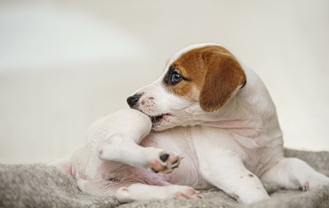 a puppy chewing on fleas