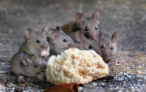 mice eating bread