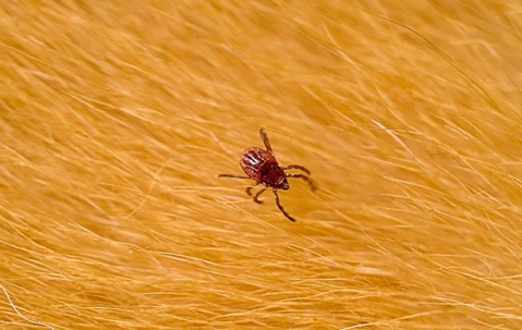 brown tick crawling on pet hair