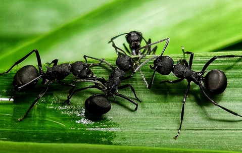 group of ants on a blade of grass