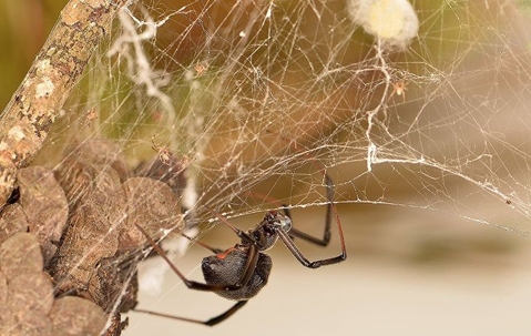 black widow spider