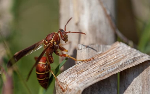 paper wasp on branch