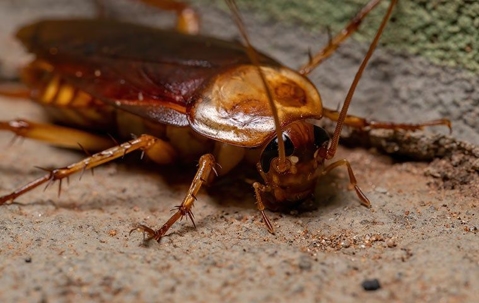 an american cockroach crawling in a home