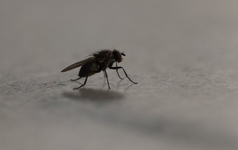 house fly in the dark