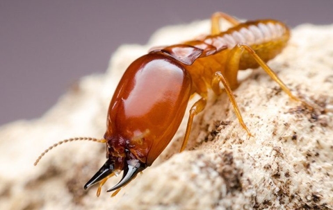 a big termite on saw dust